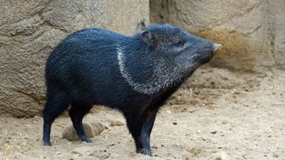 Collared peccaries vanished from Uruguay after the 1800s; a 17-year breeding effort returned them to forests where a new generation has now been born