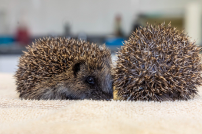 How UK gardeners can help hedgehogs and other wildlife in the heatwave