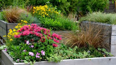 I Plant These 7 Crops in My Raised Beds Every August – and Keep Harvesting for Months