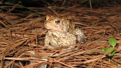 Texas released 3 million captive-bred eggs to save this endangered amphibian. It may be working