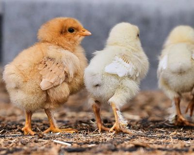 Chicken farms and the reality of food production in Britain