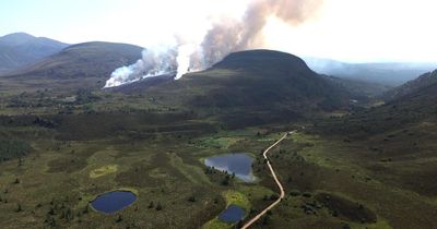 Animals forced to flee wildfires as habitats face 'decade or longer' to recover