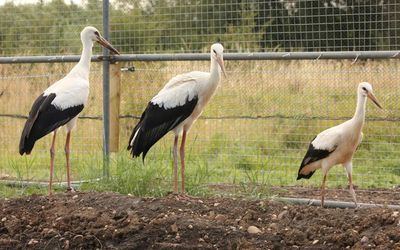 ‘They’re part of folklore’: storks return to Derbyshire after 600-year absence