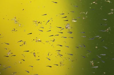 Three Central Valley Counties Confirm Their First West Nile Cases as Mosquito Samples Test Positive Statewide