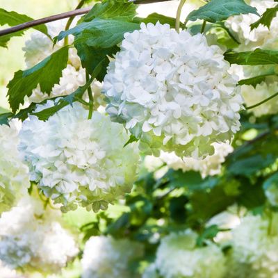What to do with hydrangeas in August – these are the non-negotiables to keep them looking their best in high summer into autumn