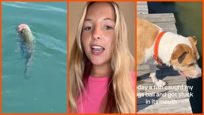 Kentucky woman plays catch with dog near lake. Then a fish steals the ball: ‘Wouldn’t have believed you if you didn’t have a video’