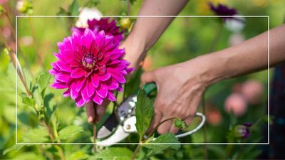 How to prune dahlias for more blooms this season, according to horticulture experts