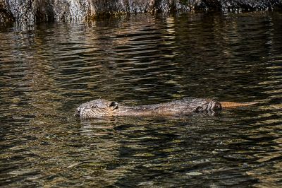 At least two beaver kits born in area of Highlands following repopulation effort