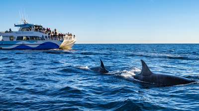 Killer whales sink another boat off the coast of Spain — why are they still doing this after 6 years?