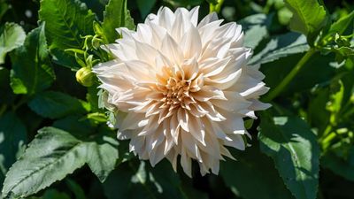 Do This 5-Minute Dahlia Job This Week to Get Even Bigger Blooms – Ideal for Cutting and Arranging