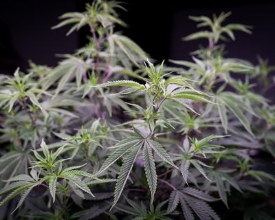 ‘Prioritising profit’: Australians regularly prescribed medicinal cannabis with very high THC levels