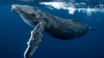 Nearly 300 humpback whales gathered off South Africa; decades after hunting reduced their numbers below 10,000, the population has crossed 100,000