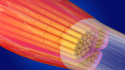Scientists may have found a clue to prevent muscles from aging, study hints