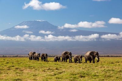 Kenya investigating unexpected deaths of 15 elephants in national park