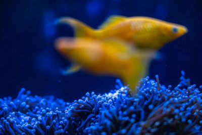 Japan coral protectors race to save reefs from heat 'bomb'