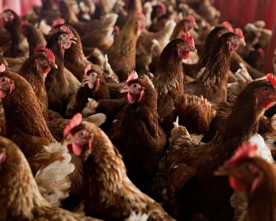 Organic eggs have worse impact on climate than eggs from caged chickens