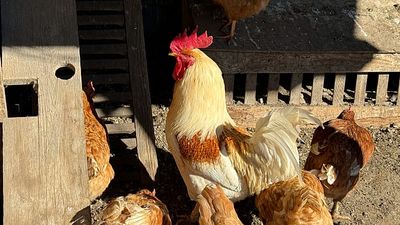 Industrial chicken farms are fuelling the spread of diarrhoea-causing bacteria, study finds