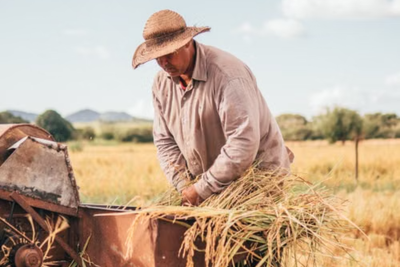 MAGA Farmers Allegedly Beg for Immigrant Workers After ICE Raids Leave 70% of California Farm Labour Missing