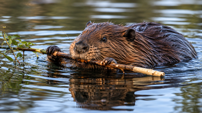 A 13-year-old boy was airlifted after a rabid beaver attacked him at a Maryland state park, forcing officials to close the swimming beach