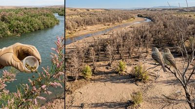 In 2001, scientists released beetles to fight an invasive tree. Years later, an endangered bird had lost 94% of its habitat along one western river