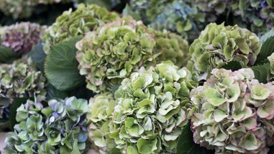 Your Hydrangeas Are Turning Green –Here's Why It Isn't Actually Bad News