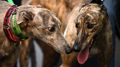 Greyhound industry flags legal fight over phase-out bid