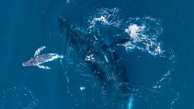 Rare humpback birth caught in Australian drone footage