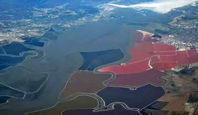 After San Francisco Bay agencies acquired 15,000 acres of salt ponds in 2003, restoration began turning them into wetlands where migratory birds returned