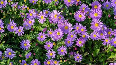 If Your Garden Is Already Starting to Look Dull, Plant This Native Perennial – It Puts on a Blaze of Color All Fall
