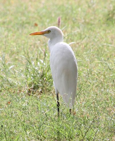 In 1959, Hawaii introduced cattle egrets to eat flies around livestock; they spread across the islands and created unexpected challenges