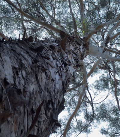 In 2025, Mexico City’s eucalyptus trees face new scrutiny as researchers assess risks of tree failure in urban spaces