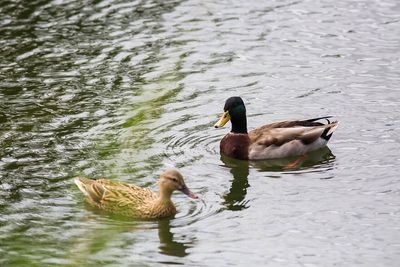 In the late 1800s, mallards were introduced to Hawaii, and their descendants are now breeding with the native duck, raising concerns about genetic extinction