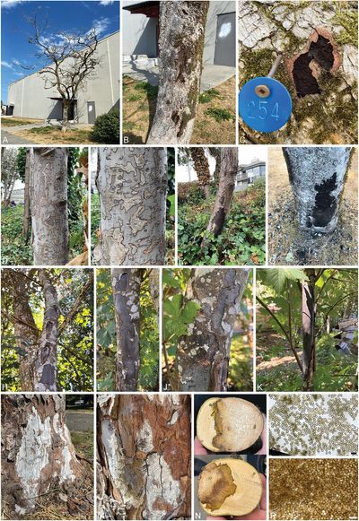 In 2022, sooty bark disease emerged in British Columbia's maples; today it threatens Canada's iconic bigleaf maple