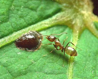 Argentine ants have invaded islands from Hawaii to the Desertas, where researchers documented attacks on seabird nestlings
