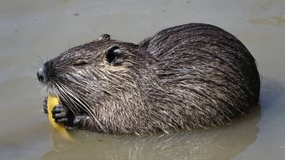 In the 1930s, Louisiana imported nutria for fur farming; their population later exploded and damaged thousands of acres of coastal wetlands