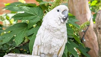 A Virginia cockatoo spent about 10 years blind before surgery restored his sight; he became a therapy bird and raised a record $33,674 to win Pet of the Year
