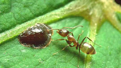 By the 1990s, Argentine ants had spread through much of coastal California; today they protect crop pests that damage farms and gardens
