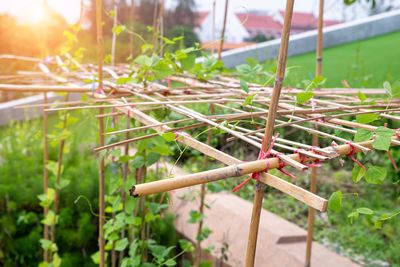 8 Cheap Materials for Building Temporary Plant Supports
