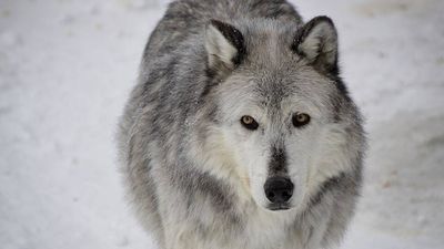 In Yellowstone, willows grew from 92 cm to 192 cm after wolves returned, while rewilding examples in the UK and India suggest ecosystems can recover with protection