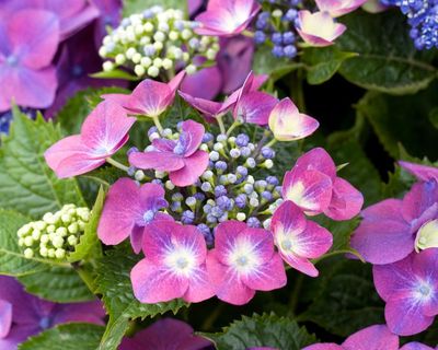 Hotter summers may force RHS to move hydrangeas to north of England