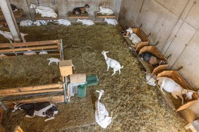 Screwworm Reaches 42 U.S. Animal Cases, but Only 10 Remain Under Active Treatment