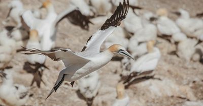 Government set to block historic Scottish island 'guga hunt', files suggest
