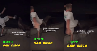 Investigation Launched for California Man Who Kicked a Federally Protected Sea Lion in Viral Video