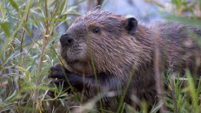 By 2024, the Tulalip Beaver Project was relocating beavers in the Snohomish Watershed to restore wetlands, store water and support salmon habitat