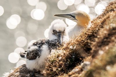 Animal charities welcome NatureScot recommendations to reject guga hunt licence