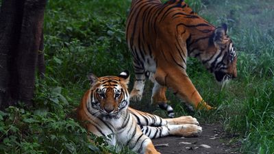 Nepal's tiger numbers rise 20 percent to an estimated 429
