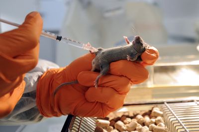 A Mouse Study Suggests Inherited Genes Help Decide Whether DNA Damage Becomes Cancer