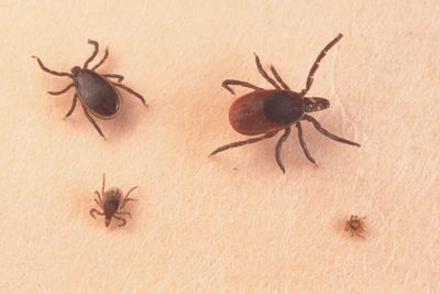 One in Four Adults in Tick-Heavy States Carry Alpha-Gal Antibodies, but Most Never Develop the Allergy