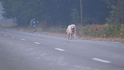 France veterinary team treats pets of wildfire evacuees