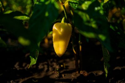 5 Ways to Prevent Sunscald on Peppers and Eggplants